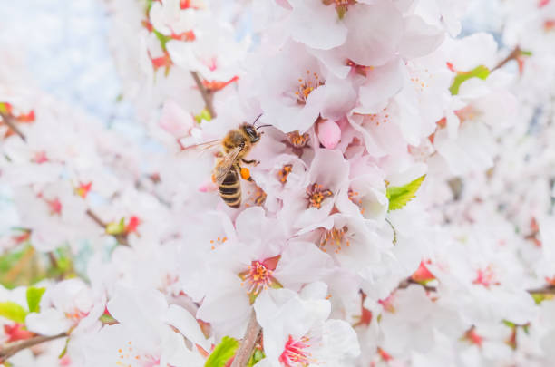 istock Soft pink blooming Japanese cherry on a Sunny day 1208783832