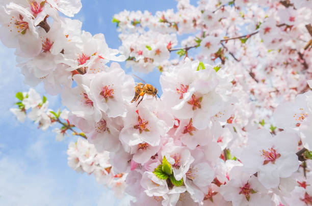 istock Soft pink blooming Japanese cherry on a Sunny day 1208783886