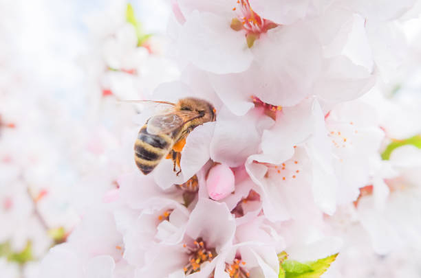 istock Soft pink blooming Japanese cherry on a Sunny day 1208784131