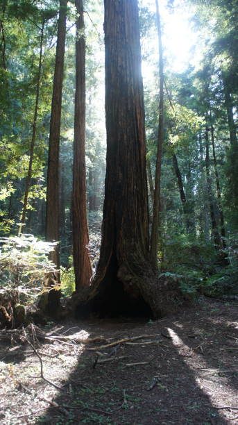 istock Muir Woods National Park 1208784199