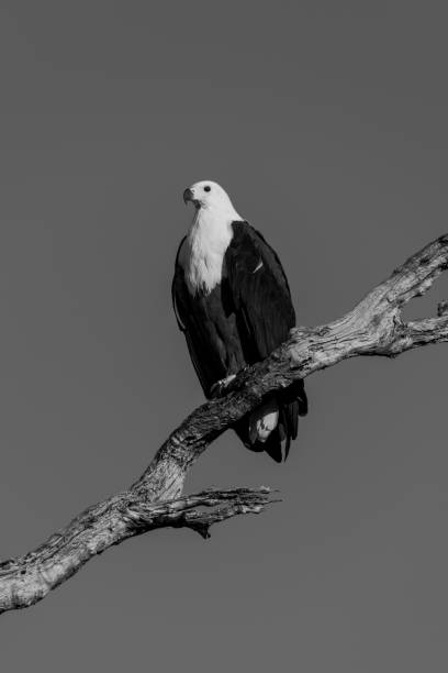istock African fish eagle in afternoon light on branch 1208785295