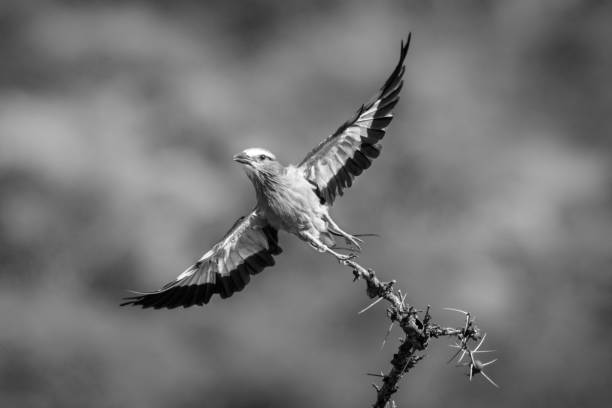 istock Lilac-breasted roller takes off from thorny branch 1208785344