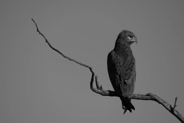 Brown snake-eagle on dead branch turning head A brown snake-eagle with its head turned perches on a twisted dead branch against the backdrop of a perfect blue sky. It has brownish-grey feathers and piercing yellow eyes. Shot with a Nikon D850 at Klein's Camp, Tanzania, in March 2019."nISO 90, 800mm, f/8, 1/1000 brown snake eagle stock pictures, royalty-free photos & images