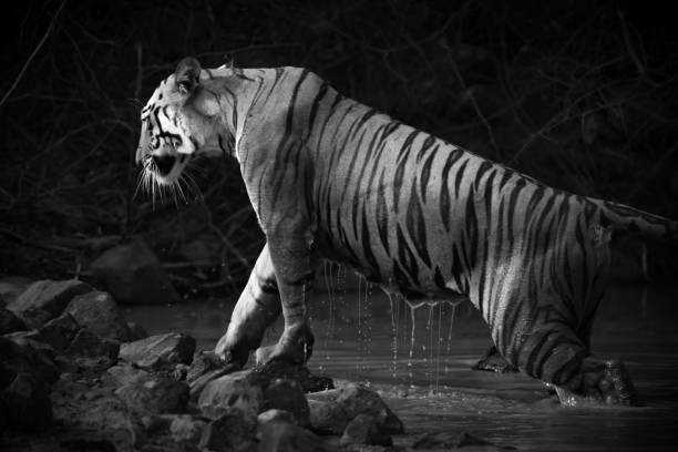 istock Bengal tiger leaves water hole in mono 1208785354