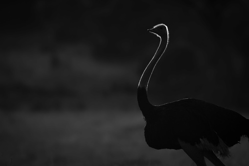A male ostrich stands silhouetted by the golden light of the sun at dawn. He has black feathers and a long, slim, pink neck. Shot with a Nikon D850 in the Serengeti in Tanzania in April 2019.