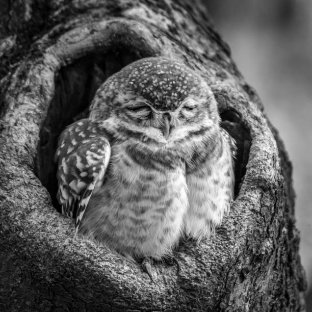 istock Baby spotted owlet close-up 1208785401