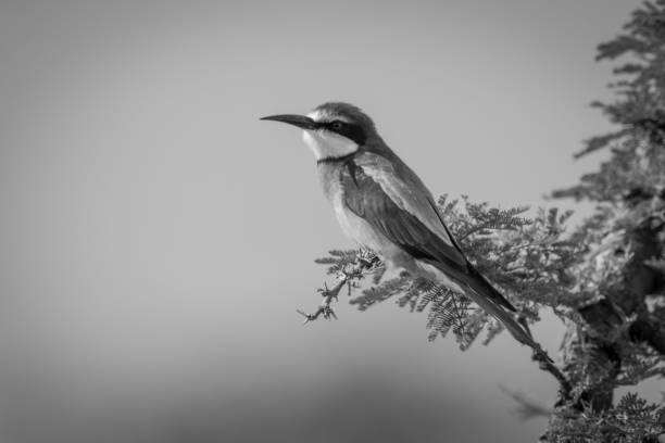 istock European bee-eater perched on branch in profile 1208785405