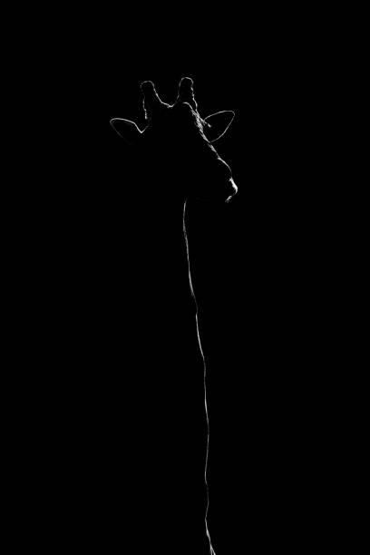 istock Mono close-up of giraffe against black background 1208785406