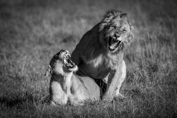 istock Male and female lions roar during mating 1208785424