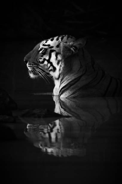 istock Bengal tiger lying in shadowy water hole 1208785438