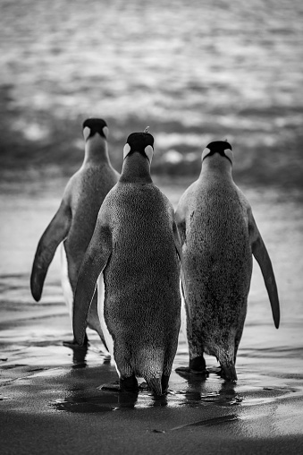 Three king penguins are crossing a wet, sandy beach on their way to the ocean. They have grey backs and flippers with black and orange heads. Shot with a Nikon D810 on Salisbury Plain, South Georgia, in February 2016.
