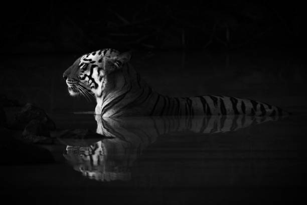 istock Bengal tiger lying in shadowy water hole 1208785487