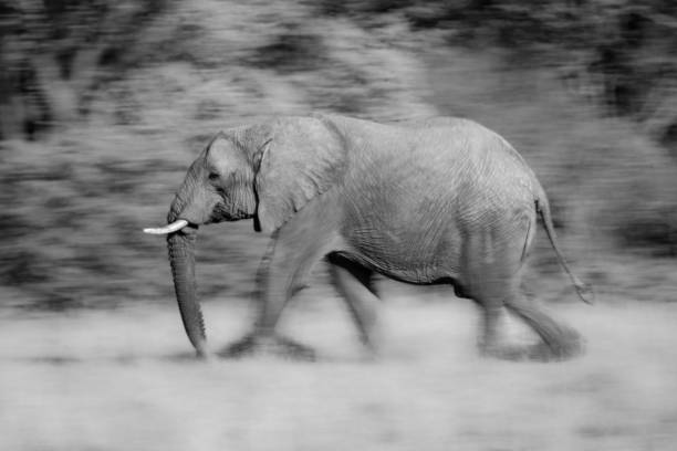 istock Slow pan of striding African bush elephant 1208785490