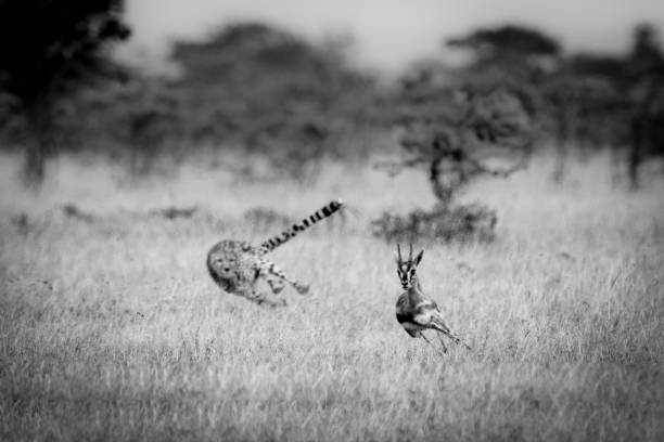 Cheetah lying in the grass in a South African Game Reserve.