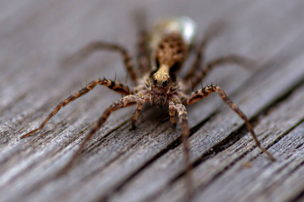 istock Close up of a nursery web spider 1208785513