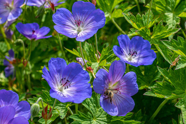 istock Blue geranium flowers in summer sunlight 1208785552