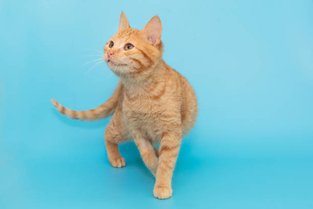 Beautiful red mongrel kitten stock photo