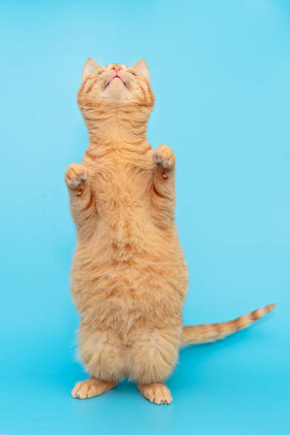istock Funny red kitten stands on its hind legs 1208787741