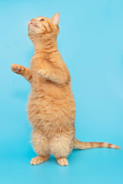 istock Funny red kitten stands on its hind legs 1208787773