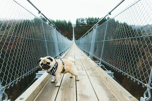 Young small beautiful dog - pug breed hiking on the big and beautiful suspension bridge in Germany