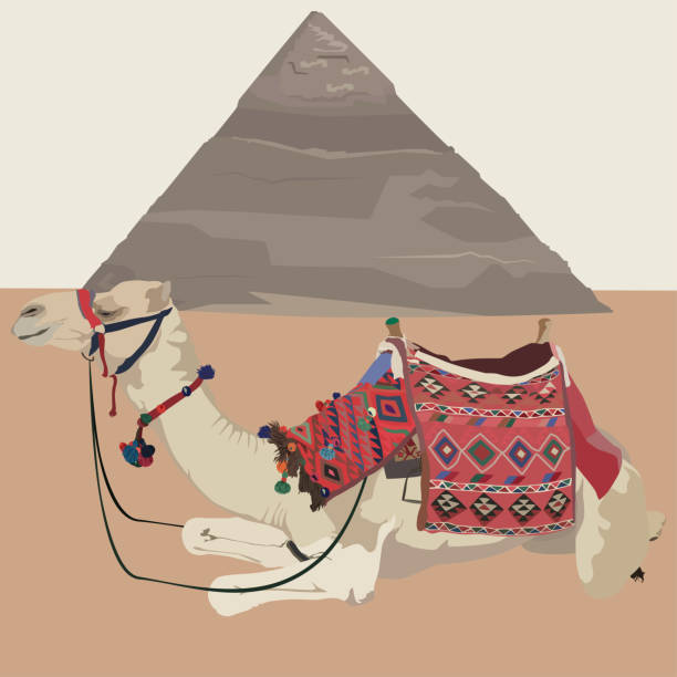 ilustrações de stock, clip art, desenhos animados e ícones de egyptian pyramid, giza, cairo and camel, vector illustration - egypt pyramid cairo camel