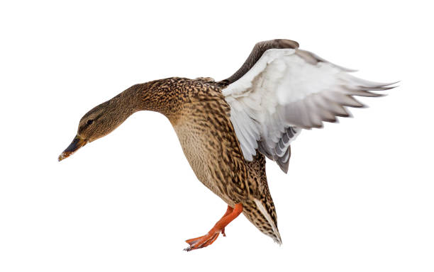 istock isolated brown mallard duck in flight 1208794954