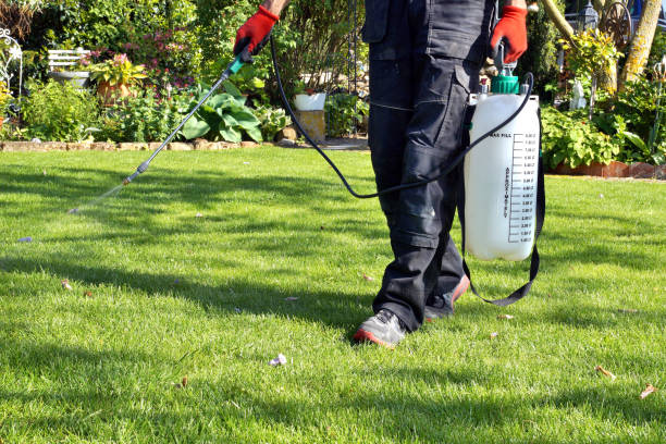 weedicide spray on the weeds in the garden. spraying pesticide with portable sprayer to eradicate garden weeds in the lawn. Pesticide use is hazardous to health. Weed control concept. weed killer series herbicide stock pictures, royalty-free photos & images