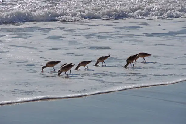 Photo of Sandpipers Foraging