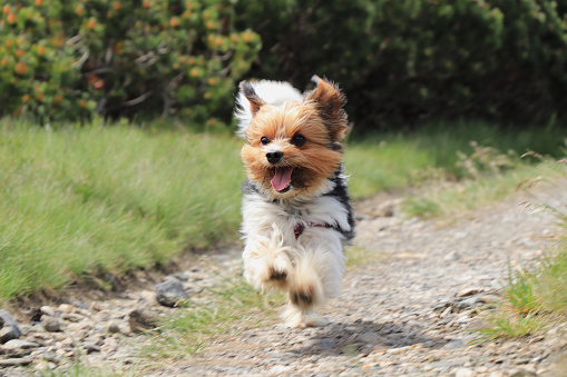 Wonderful Biewer Terrier in run position with tongue out and smile on his face. Pure joy of movement. Tiny devil show us his speed and ability power. Outdoor activities. Race between dogs. Cute puppy.
