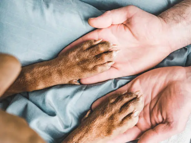 Photo of Man's hands holding paws of a young puppy