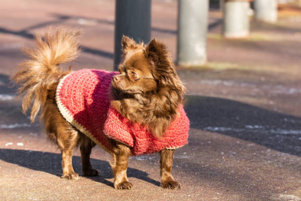 istock Chihuahua dog park 1208804408