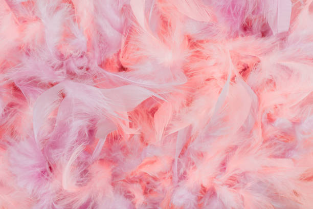 istock Soft and gentle pink and violet feathers boa background 1208805163