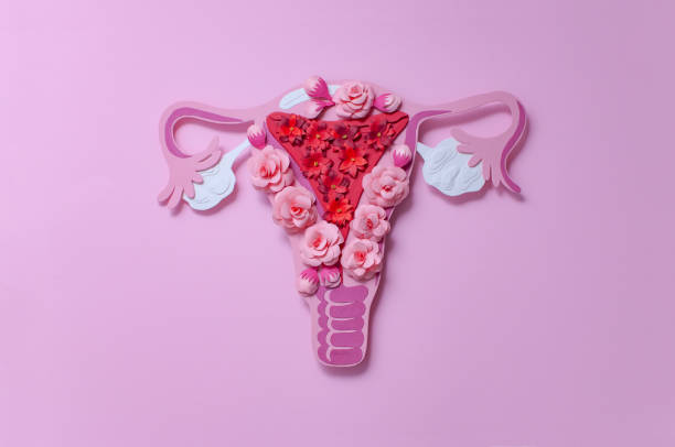 The women's reproductive system. The concept of women's health. Paper flowers Women's reproductive system, uterus and ovaries. Art concept of female reproductive health. Paper flowers, flat lay uterus stock pictures, royalty-free photos & images