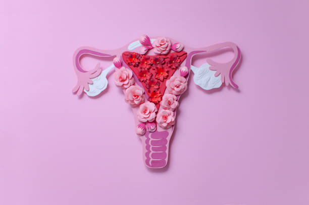 the women's reproductive system. the concept of women's health. paper flowers - ovary imagens e fotografias de stock