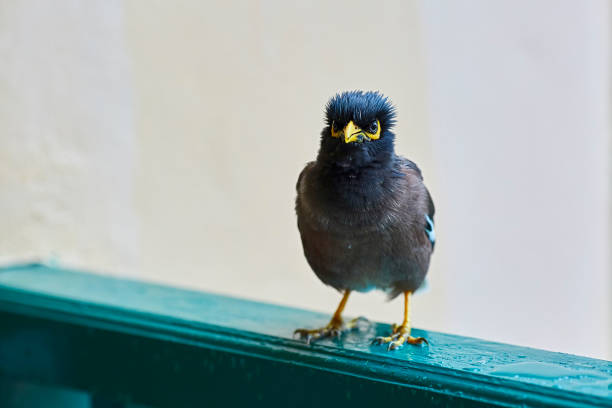 The Afghan Starling Maina sits on the railing and frowns