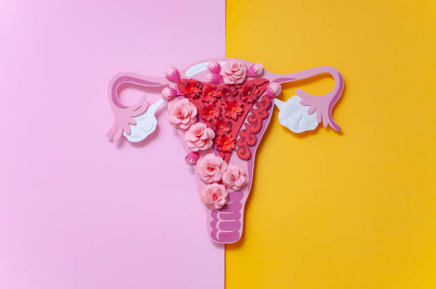 konsep endometriosis. sistem reproduksi wanita, penyakit ginekologi - serviks foto potret stok, foto, & gambar bebas royalti