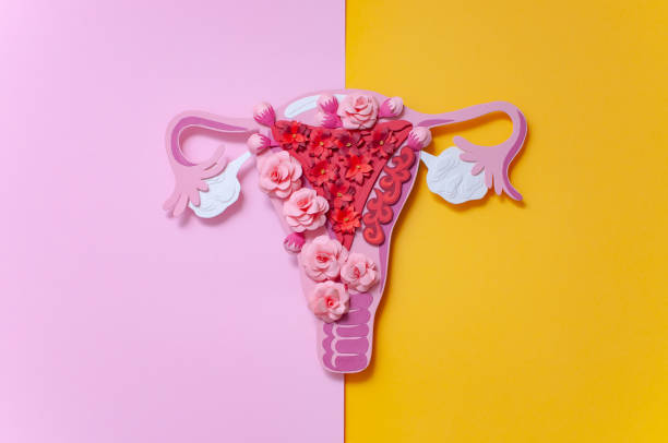 Concept endometriosis. The women's reproductive system, gynecological diseases The concept of endometriosis of the uterus. Diseases of the female reproductive system. Health and disease are a beautiful art concept made of paper. cervix photos stock pictures, royalty-free photos & images