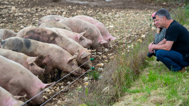 istock Couple saying hello to pigs 1208806761