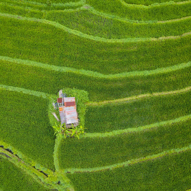 Small hut with rusty tin roof in the middle of paddy fields top down aerial view, in Bali, Indonesia