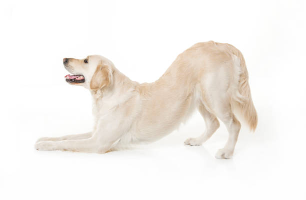 istock Nice Golden Retriever Portrait isolated on white 1208809508