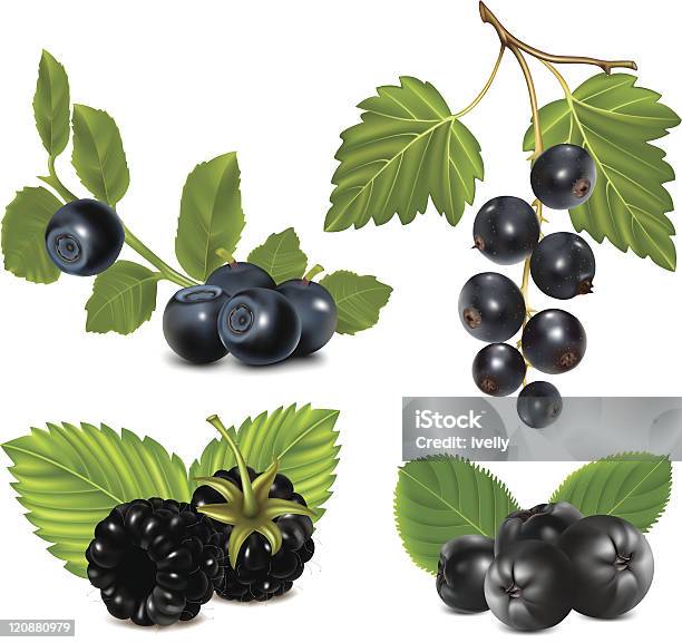 Set Di Bacche Nere Con Foglie - Immagini vettoriali stock e altre immagini di Chokeberry - Fruit - Chokeberry - Fruit, Aronia - Arbusto, Ribes nero
