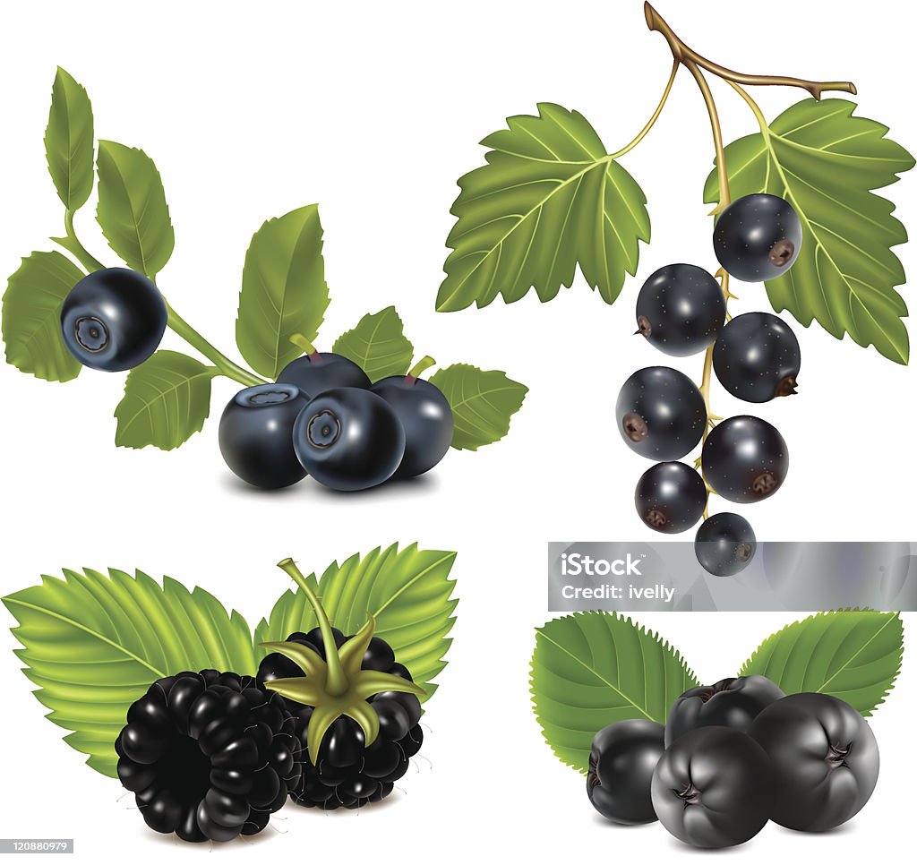 Set of black berries with leaves. Photo-realistic vector illustration. Set of black berries with leaves. Chokeberry - Fruit stock vector