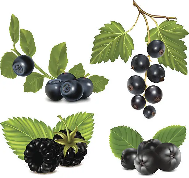 Vector illustration of Set of black berries with leaves.