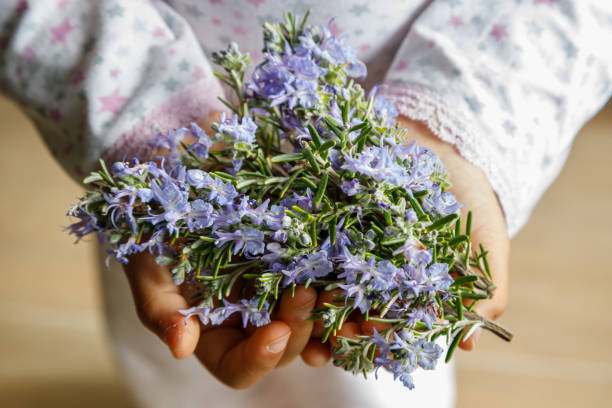istock A girl's hands holding rosemary blossom branches 1208810549