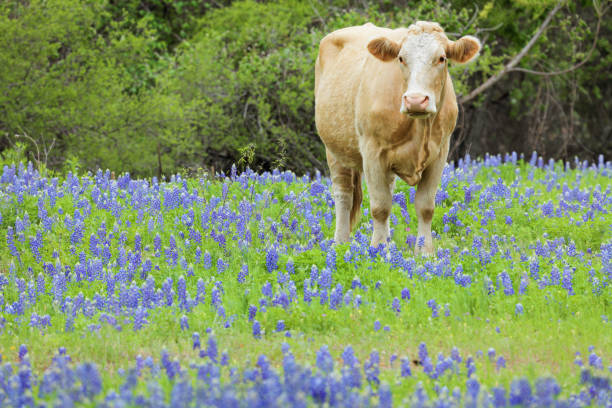istock Bluebonnet Field + Cow - Texas Hill Country 1208811359