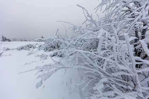 Beautiful winter landscape in morning light. Transilvania, Romania