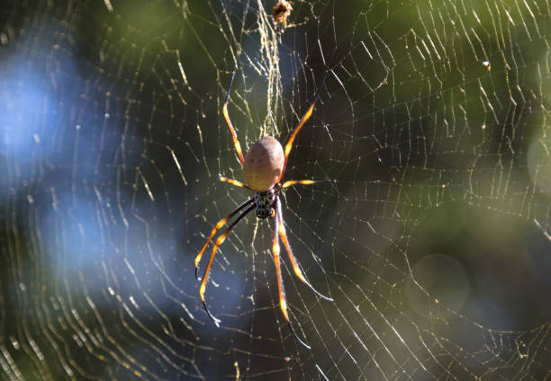 Macro photography of a spider A close up with an spider. Australian non toxic spider crawling in web waiting for victims to fly in her trap. Macro photo of a colorful spider in the Forest of Queensland, near by Sunshine coast spinning web stock pictures, royalty-free photos & images