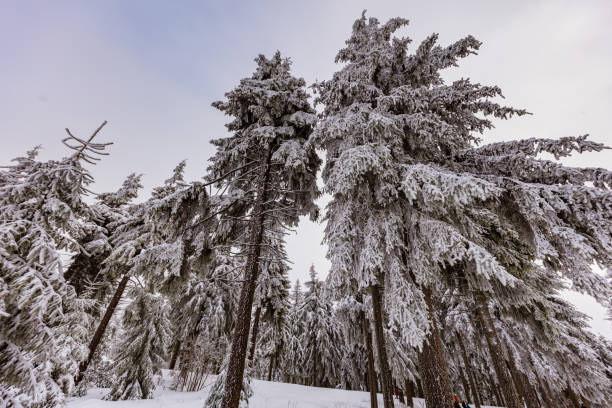 Top view of the snow-capped mountains. Dark grey mountains in the snow. Naked dark forest with snow top view.