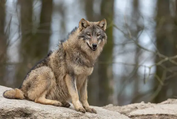 Beautiful canadian timberwolf resting on a rock.