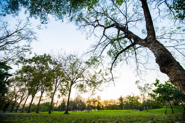 Sunset at park colorful sky cloud nature landscape tree forest